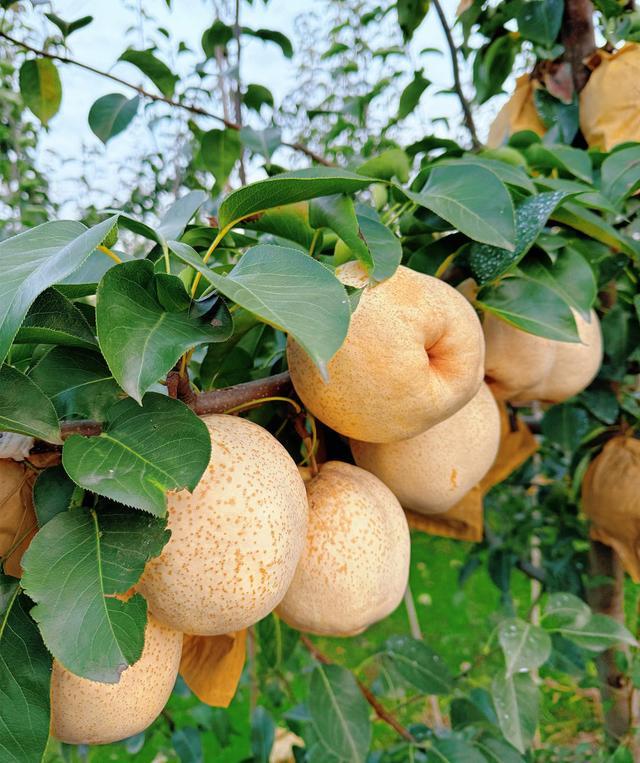 会周五开展 更多美食 更多新品PG麻将胡了免费模拟器淄博食博(图3)